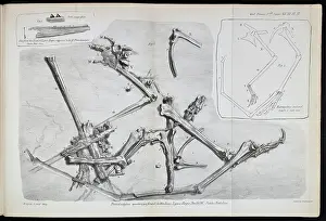 Lyme Prints: Pterodactylus macronyx