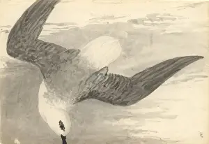 1754 1794 Prints: Pterodorma lessonii, white-headed petrel