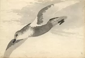 Seabird Gallery: Pterodroma inexpectata, mottled petrel