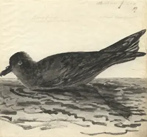 Procellariiformes Prints: Pterodroma macroptera, great-winged petrel