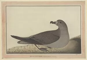 Seabird Gallery: Pterodroma solandri, Providence petrel