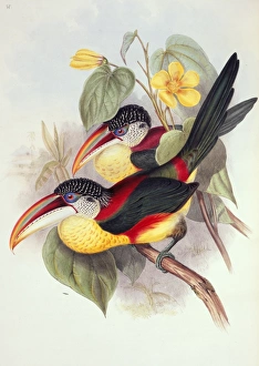John Gould Gallery: Pteroglossus beauharnaesii, curl-crested aracari