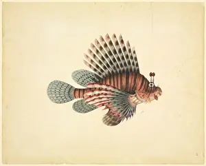 Reeves Prints: Pterois volitans, red lionfish