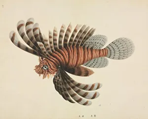 Asian Gallery: Pterois volitans, red lionfish