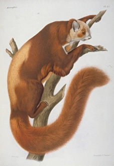 Agile Gallery: Pteromys alborufus, flying squirrel