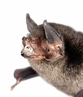 Backed Collection: Pteronotus davyi fulvus, Davys naked-backed bat