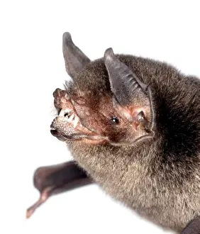 Theria Prints: Pteronotus davyi fulvus, Davys naked-backed bat