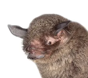 Ugly Prints: Pteronotus parnellii mesoamericanus, common mustached bat