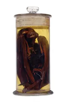 Megachiroptera Prints: Pteropus alecto gouldi, black flying fox