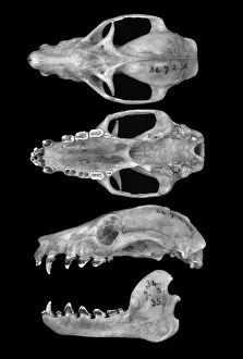 Hard Prints: Pteropus livingstonii, Comoro black flying fox