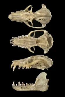 Pteropus livingstonii, Comoro black flying fox
