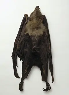 Pteropus loochoensis, Okinawa flying fox