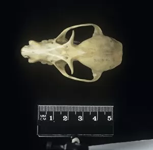 Pteropus poliocephalus, grey-headed flying fox