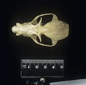 Dorsal Prints: Pteropus poliocephalus, grey-headed flying fox