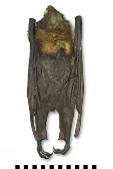 Pteropus poliocephalus, grey-headed flying-fox