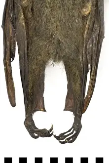 Pteropus poliocephalus, grey-headed flying-fox