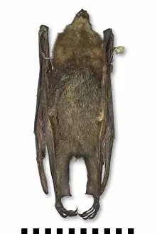 Pteropus poliocephalus, grey-headed flying-fox
