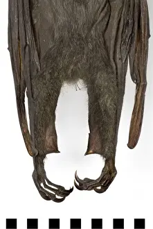 Pteropus poliocephalus, grey-headed flying-fox