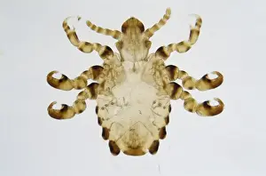 Bark Lice Prints: Pthirus gorillae, gorilla louse