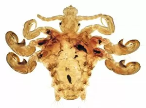 Crustacea Collection: Pthirus pubis, crab louse