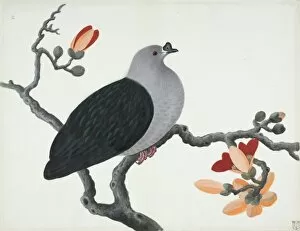 John Reeves Collection: Ptilinopus insolitus, knob-billed fruit dove