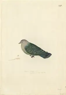 Ptilinopus purpuratus, grey-green fruit dove