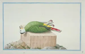 Loten Prints: Ptilinopus sp. fruit dove