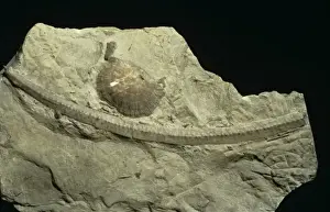 Ptilodictya lanceolata (Goldfuss), bryozoan