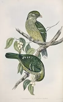 Elizabeth Gould Gallery: Ptilonorhynchus violaceus, satin bowerbird