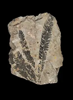 Ptilophyllum pectinoides
