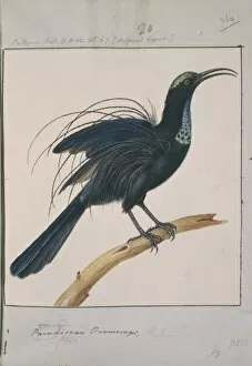 Magnificent Gallery: Ptiloris magnificus, magnificent riflebird