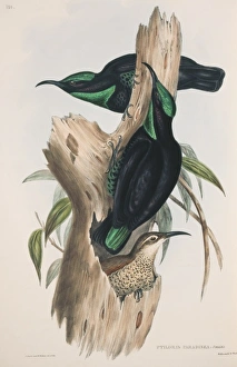 Elizabeth Gould Gallery: Ptiloris paradiseus, paradise riflebird