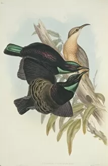 Elizabeth Gould Gallery: Ptiloris victoriae, Victorias riflebird