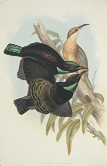 Elizabeth Gould Gallery: Ptiloris victoriae, Victorias riflebird