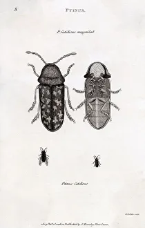 Beetles Prints: PTINUS FATIDICUS Death-watch beetle
