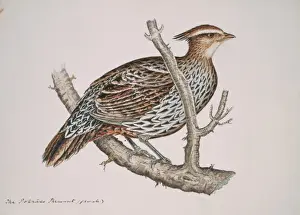 Pucrasia macrolopha, koklass pheasant
