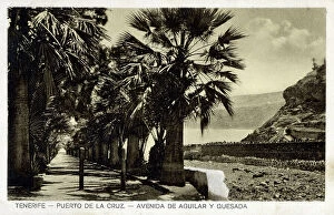 Canary Collection: Puerto de la Cruz, Tenerife - Avenida de Aguilar y Quesada