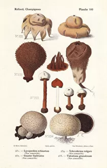 Puffball and earthstar mushrooms