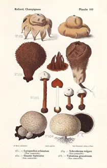 Fungus Prints: Puffball and earthstar mushrooms