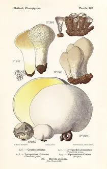 Nest Prints: Puffball mushrooms