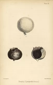 Puffball or puff-fist, Bovista plumbea (Lycoperdon bovista)
