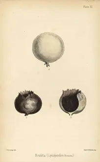 Sowerby Prints: Puffball or puff-fist, Bovista plumbea (Lycoperdon bovista)