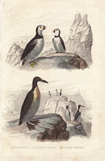Penguin Gallery: Puffin, extinct great auk, and emperor penguin