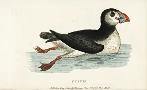 Puffin Prints: Puffin, Fratercula arctica