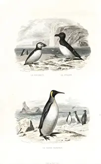 Edouardtravies Prints: Puffin, razorbill and king penguin