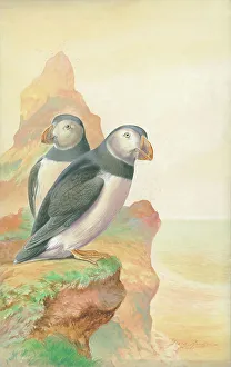 Puffins