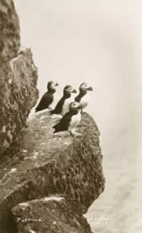 Images Dated 2nd September 2019: Puffins on a cliff ledge - Scotland
