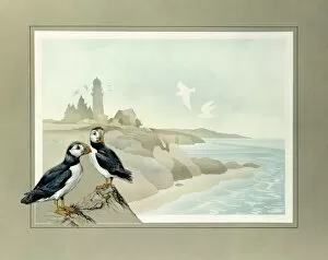Birds Collection: Two Puffins and a coastal landscape