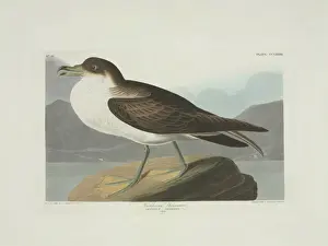 Shearwater Prints: Puffinus gravis, great shearwater