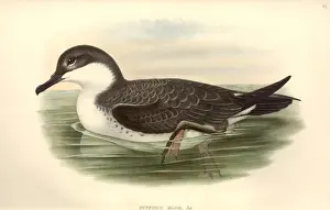 Puffinus gravis, great shearwater